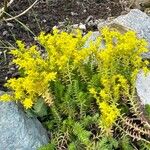 Sedum sexangulareFlor