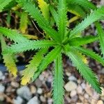 Achillea alpina Leaf