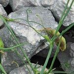 Lathyrus setifolius Ffrwyth