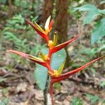 Heliconia acuminata Kukka