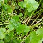 Ranunculus hederaceus Leaf