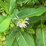 Monarda clinopodia Flower