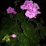 Pelargonium inquinans Flor