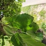 Quercus brantii Yaprak