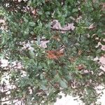 Quercus coccifera Hoja