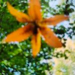 Lilium canadense Flower