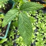 Cedronella canariensis Likasa