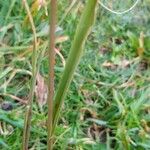 Sporobolus indicus Likasa