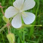 Geranium pratense花