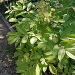 Aralia racemosa Vekstform