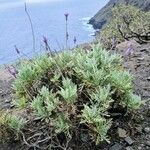 Lavandula canariensis Feuille