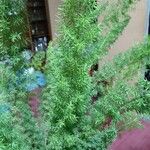Asparagus densiflorusFeuille