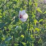 Hibiscus laevis Kukka