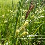 Carex vesicaria عادت داشتن