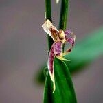 Brassia arachnoidea Цветок