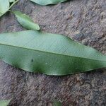 Diospyros abyssinica Blad