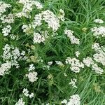 Achillea nobilisЦвят