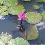 Nymphaea rubra Blad