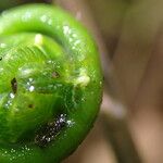 Thelypteris bergiana Φύλλο