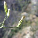 Brickellia coulteri