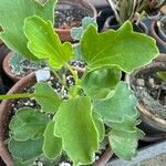 Pelargonium acetosum Leaf