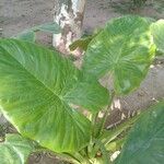 Colocasia esculenta Blatt