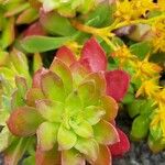 Sedum palmeriLehti