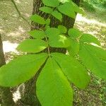 Carya tomentosa Folha