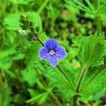 Veronica chamaedrysFlower