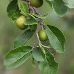 Flacourtia indica Blatt