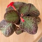Episcia cupreata ᱥᱟᱠᱟᱢ