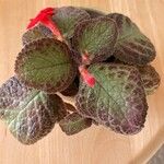 Episcia cupreata Leaf