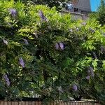 Wisteria frutescensBlad