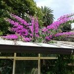 Bougainvillea spectabilis Облик