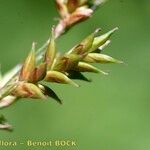 Carex elongata 花