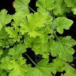 Pelargonium × asperum Hostoa