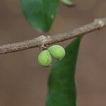 Pleiocarpa pycnantha Fruit
