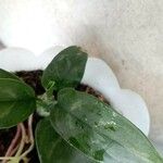 Aglaonema commutatumList