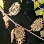 Betula alleghaniensis Fruit