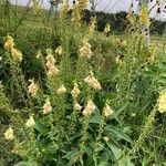 Digitalis grandiflora Hábito