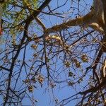 Sterculia setigera Habit