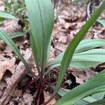 Allium tricoccum Feuille