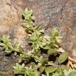 Callipeltis cucullaris Habit