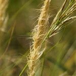 Macrochloa tenacissima Fruit