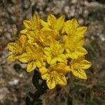 Haplophyllum suaveolens Flower