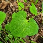 Aristolochia pallida Levél