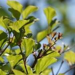 Syringa pubescens Fuelha