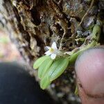 Dendrobium funiforme