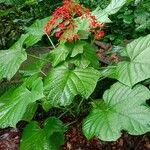 Clerodendrum paniculatum Hábito