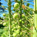 Eremurus robustus Fruit